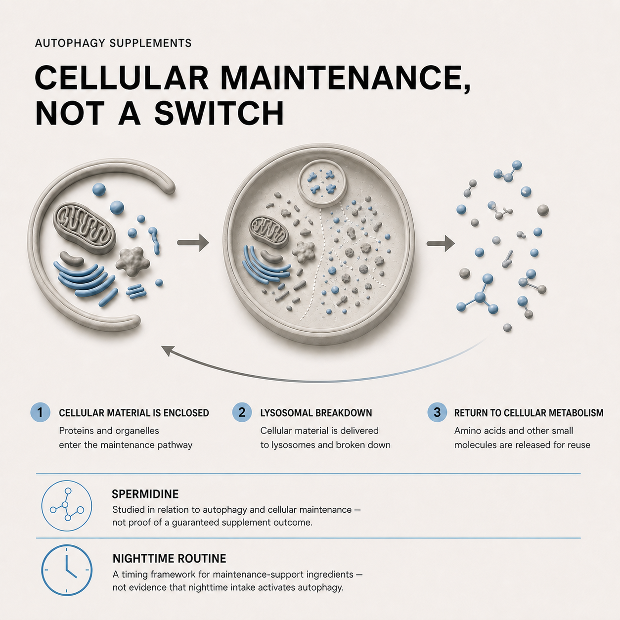 Autophagy Supplements: Spermidine and the Nighttime Cellular Maintenance Stack