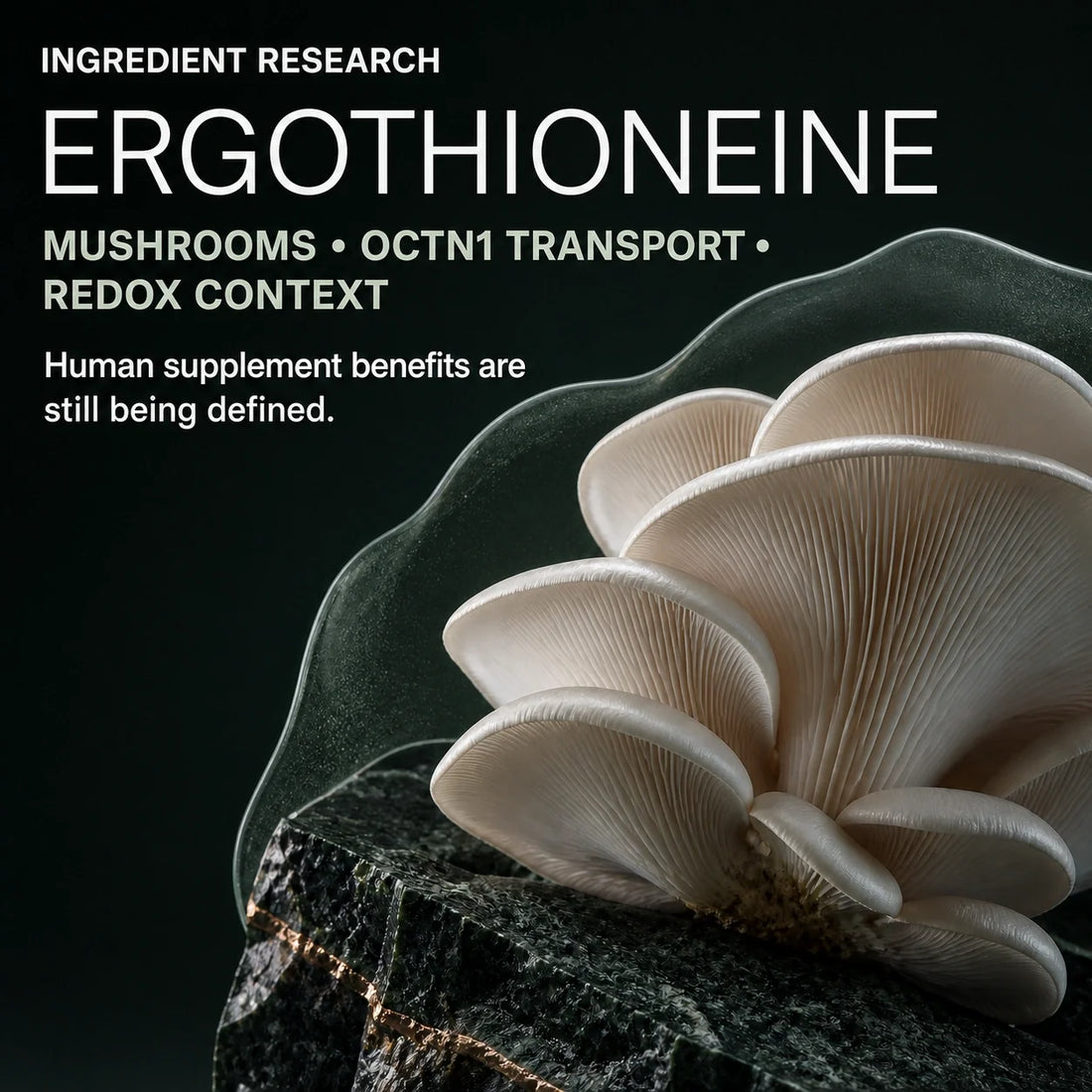 Ergothioneine Supplement Benefits: Redox Support, Food Sources, and Nighttime Renewal NyxSeren