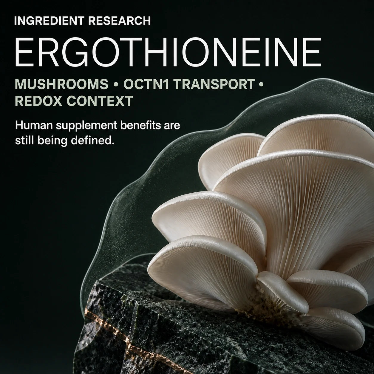 Ergothioneine Supplement Benefits: Redox Support, Food Sources, and Nighttime Renewal